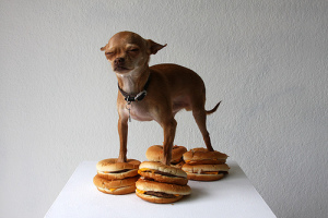 Dog on cheeseburgers